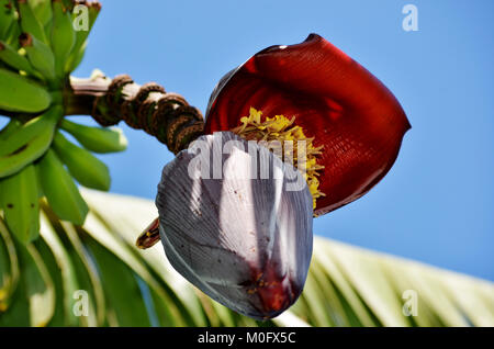 Banana tree bud Stock Photo