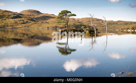 A cluster of native Scots Pine trees stand on an island in Loch Assynt in Sutherland in the Highlands of Scotland, preserved against grazing animals. Stock Photo