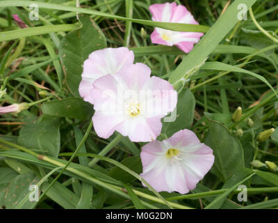 Field Bindweed ( Convolvulus arvensis ) in Flower During Summer, UK Stock Photo