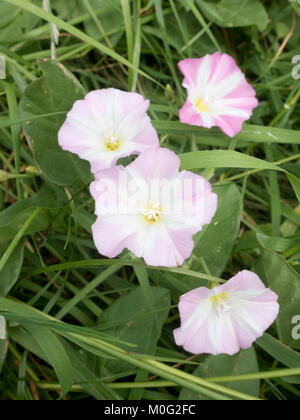 Field Bindweed ( Convolvulus arvensis ) in Flower During Summer, UK Stock Photo