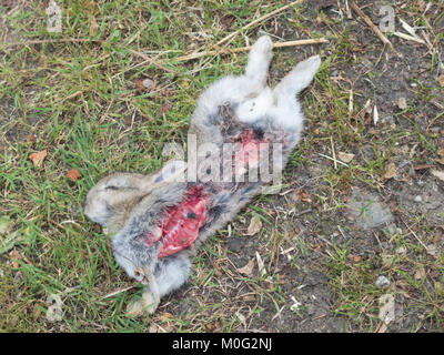 Dead Wild European Rabbit ( Oryctolagus cuniculus ), UK Stock Photo