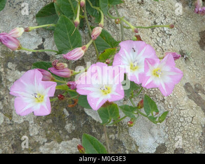 Field Bindweed ( Convolvulus arvensis ) in Flower During Summer, UK Stock Photo