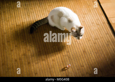 a six month old female siamese and birman kitten crouches on a bamboo floor next to a marble Stock Photo