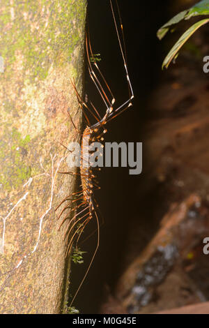 Long-legged Centipede (Scutigera sp.), Danum Valley Conservation Area, Borneo, Sabah, Malaysia Stock Photo