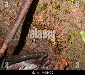 Long-legged Centipede (Scutigera sp.), Danum Valley Conservation Area, Borneo, Sabah, Malaysia Stock Photo