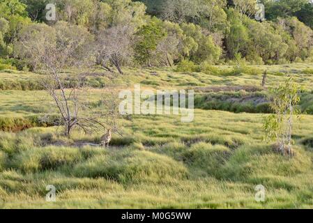 Agile wallaby (Macropus agilis) also known as the sandy wallaby, Townsville, Queensland, Australia Stock Photo