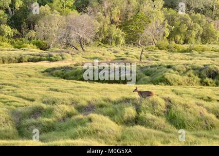 Agile wallaby (Macropus agilis) also known as the sandy wallaby, Townsville, Queensland, Australia Stock Photo