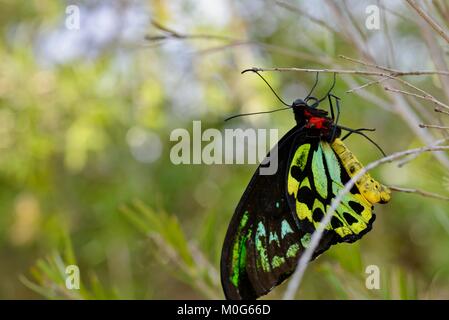 Male Cairns Birdwing (Ornithoptera euphorion) butterfly, Townsville, Queensland, Australia Stock Photo