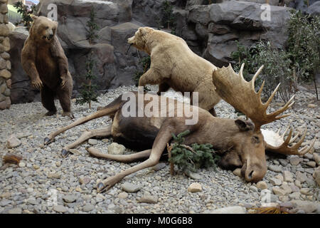 A taxidermy display of a bull moose and two large grizzly bears in a Cabela's store in Hamburg, PA USA Stock Photo