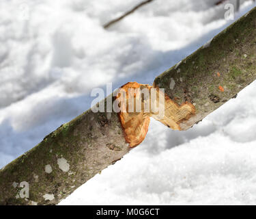 A young red maple tree, Acer rubrum, chewed into pieces by a wild beaver in the Adirondack, NY wilderness. Stock Photo