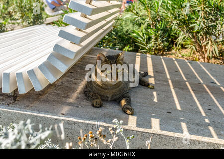 A pretty gray striped tabby cat lounges on the concrete in the shade of a white bench in Split Croatia Stock Photo