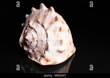 Sea snail shell. Big sea Snail shell on black reflective studio background. Isolated black shiny mirror mirrored background for every concept. Snail s Stock Photo
