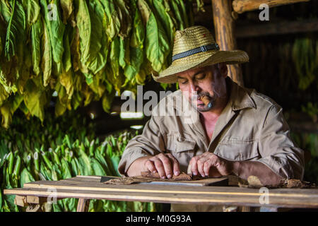Cigar rolling in Vinales Valley, Cuba Stock Photo