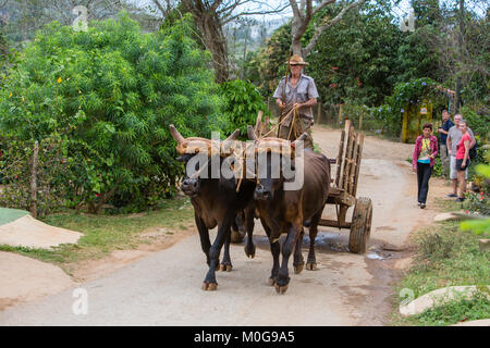 Oxen transportation in Vinales Valley, Cuba Stock Photo