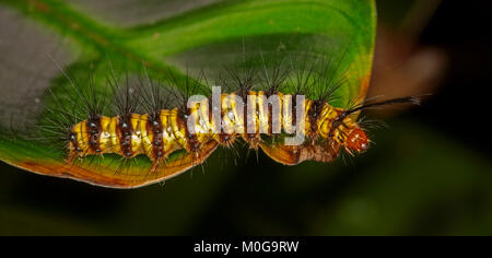 Colourful hairy caterpillar with black and yellow striped body and stinging black hairs,  on vivid green leaf Stock Photo