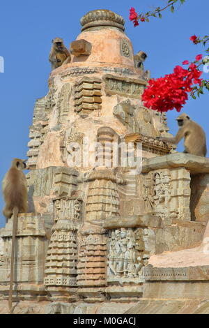 Close-up on monkeys (Gray Langur) sitting at the top of a Hindu temple located inside the fort (Garh) of Chittorgarh, Rajasthan, India Stock Photo