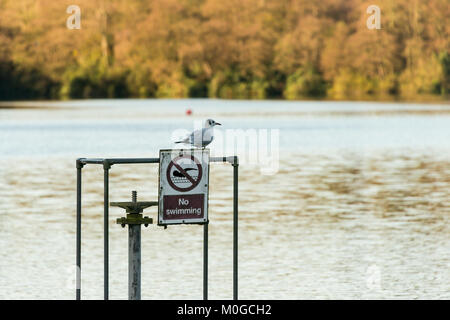 A black-headed gull (Chroicocephalus ridibundus) in winter plumage perching on a no swimming sign in Shearwater lake, Wiltsire Stock Photo