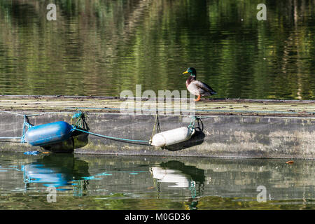 A mallard duck (Anas platyrhynchos) on a jetty in Shearwater lake, Wiltshire Stock Photo