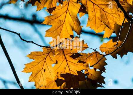 The leaves of a red oak tree (Quercus rubra) in autumn Stock Photo