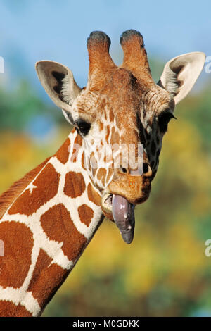 Reticulated Giraffe / (Giraffa reticulata) | Netzgiraffe / (Giraffa reticulata)