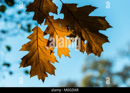 The leaves of a red oak tree (Quercus rubra) in autumn Stock Photo