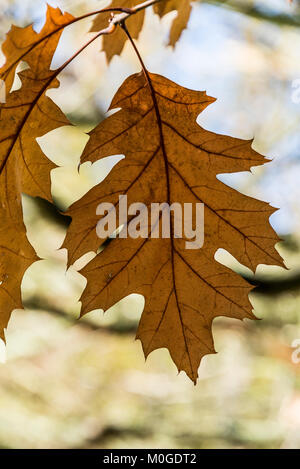 The leaves of a red oak tree (Quercus rubra) in autumn Stock Photo