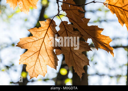 The leaves of a red oak tree (Quercus rubra) in autumn Stock Photo