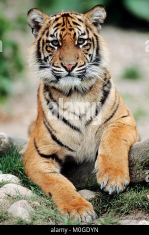 Sumatran Tiger, cub / (Panthera tigris sumatrae) | Sumatra-Tiger, Jungtier / (Panthera tigris sumatrae) Stock Photo