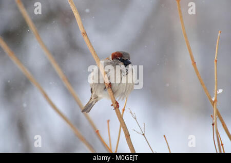 House sparrow (Passer domesticus) sits on a stalk under the falling snow.