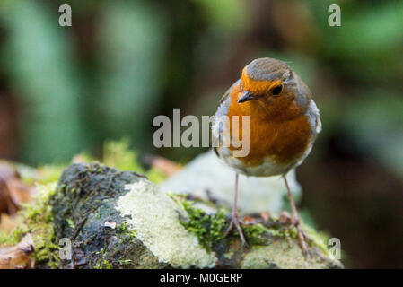 A robin (Erithacus rubecula) perched on a stone Stock Photo