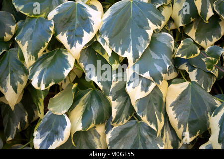 Variegated ivy close up Stock Photo