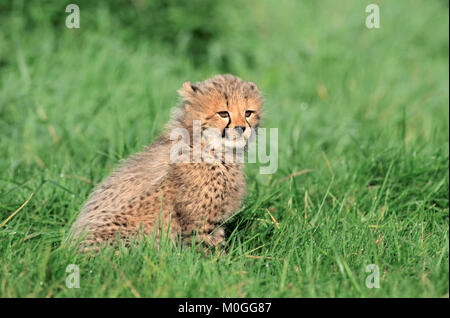Cheetah, cub / (Acinonyx jubatus) | Gepard, Jungtier / (Acinonyx jubatus)