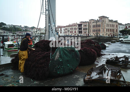September 18, 2017 - Saint-Jean-De-Luz, Pyrenees-Atlantiques, France - Fishing boats bringing back Seaweed and algae, used as marine ingredients in a wide range of sea algae-infused skin and haircare items such as face creams and other anti-aging products. Credit: Credit: /ZUMA Wire/Alamy Live News Stock Photo