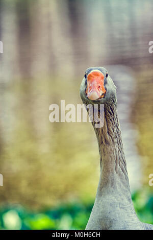 close up of goose  with wrinkled neck Stock Photo