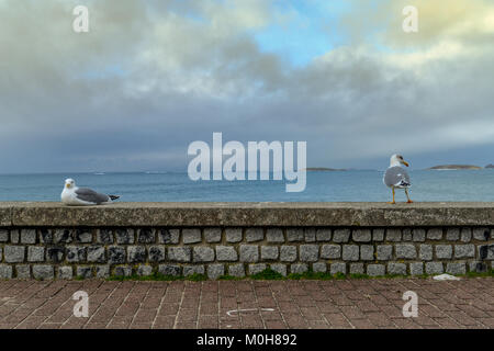 Two seagulls sitting on a wall outside Baiona - Galicia, Spain Stock Photo