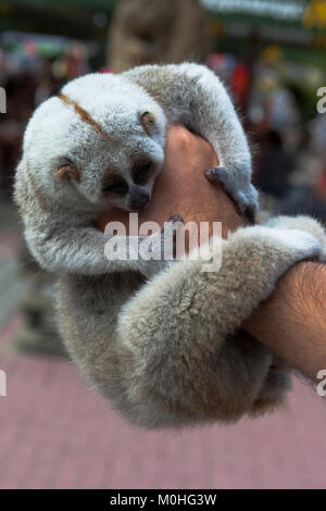 Sleeping lemurs in male hand Stock Photo