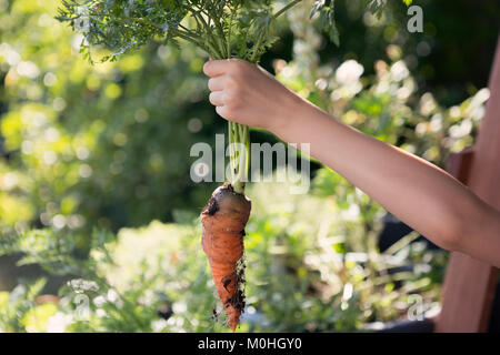 Child holding up freshly dug carrot Stock Photo