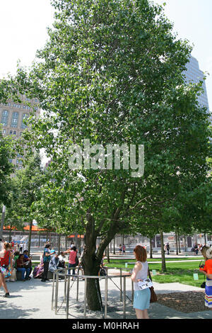 Survivor Tree – New York, New York - Atlas Obscura