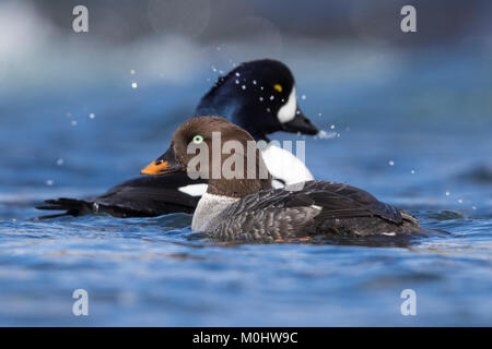 Barrow's Goldeneye (Bucephala islandica), couple swimming in a river Stock Photo