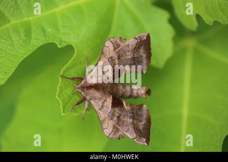 Walnut Sphinx Moth - Amorpha juglandis Stock Photo