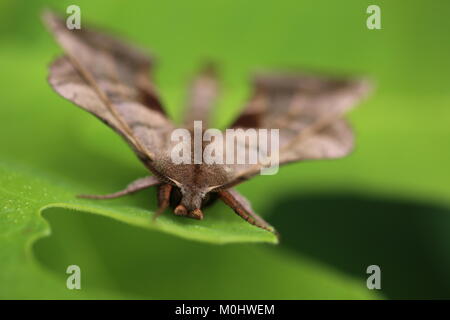 Walnut Sphinx Moth - Amorpha juglandis Stock Photo