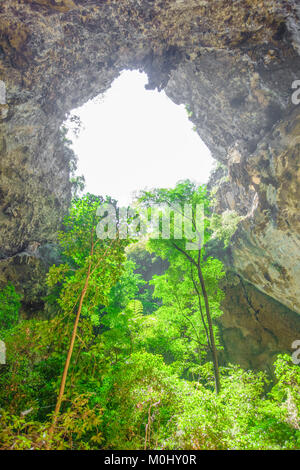 Trees in cave. Nature green trees Stock Photo