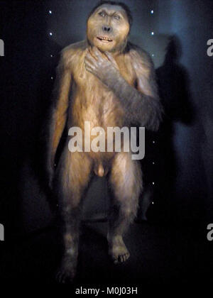 Burgos - Museo de la Evolución Humana (MEH) - Paranthropus Boisei Stock Photo