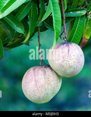 Two unripened mangoes growing on tree Stock Photo