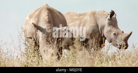 Two white rhinos (Ceratotherium simum) grazing in Nairobi National Park, Kenya Stock Photo