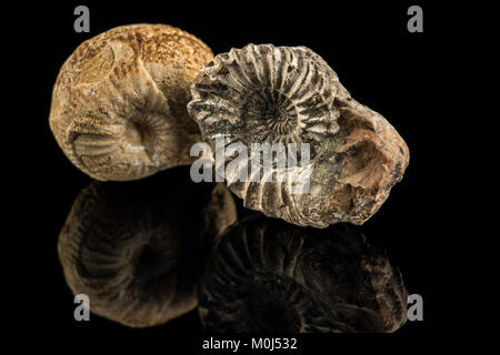 Petrified snails on a black reflecting ground Stock Photo