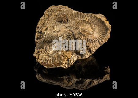 Petrified snails on a black reflecting ground Stock Photo