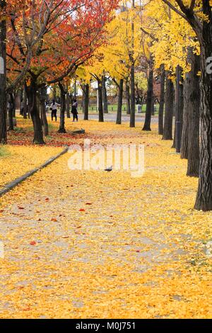 Ginkgo trees autumn leaves in Osaka Castle Park, Japan.