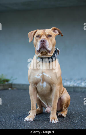 Old Working Pit Bulldog sitting Stock Photo