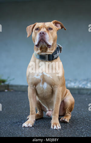 Old Working Pit Bulldog sitting Stock Photo